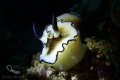   Taken Anilao heaven macrography photographers  
